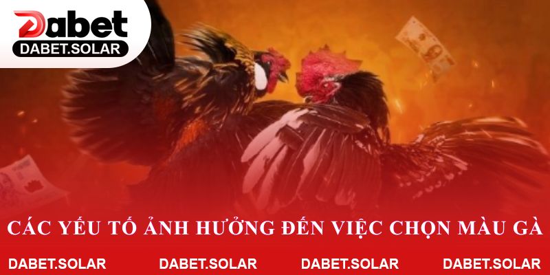 Các yếu tố ảnh hưởng đến việc chọn màu gà tại dabet