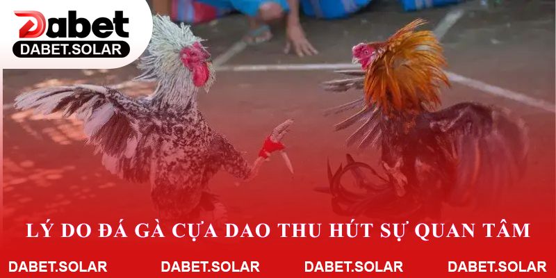 Lý do đá gà cựa dao thu hút sự quan tâm trên dabet