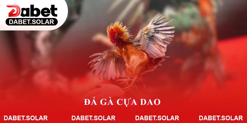 Đá Gà Cựa Dao