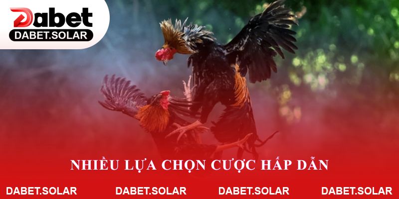 Nhiều lựa chọn cược hấp dẫn khi tham gia đá gà dabet