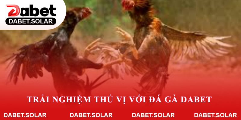 Trải nghiệm thú vị với đá gà dabet trên nền tảng dabet
