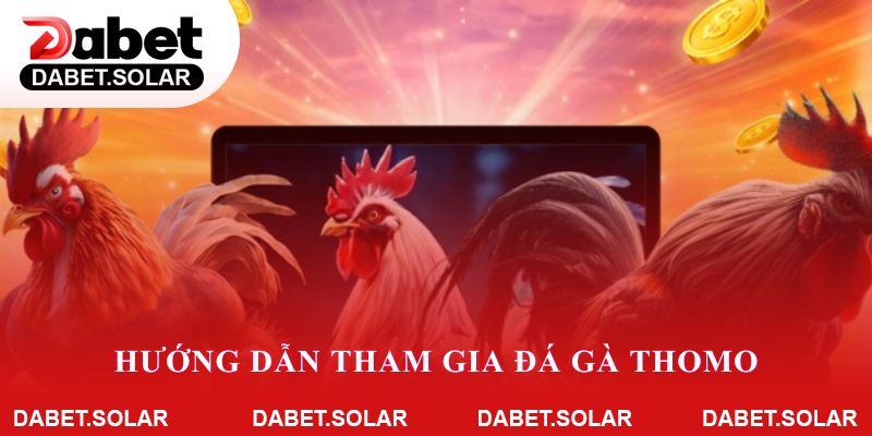 Hướng dẫn tham gia đá gà thomo trên dabet dễ dàng và nhanh chóng