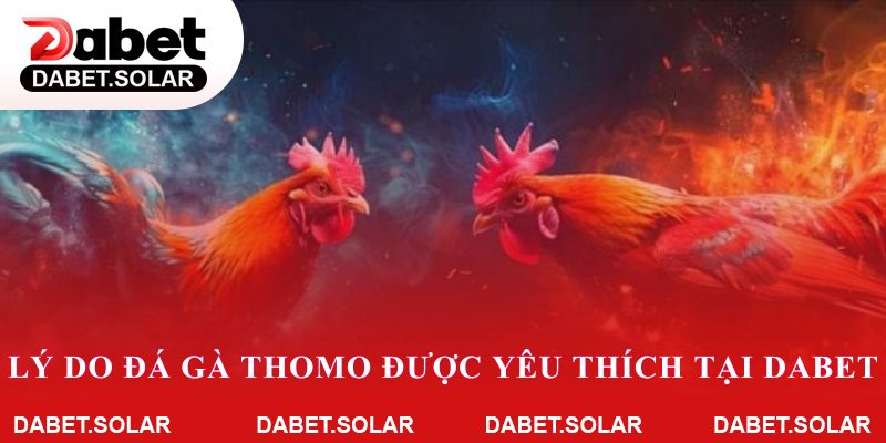 Lý do đá gà thomo được yêu thích tại dabet
